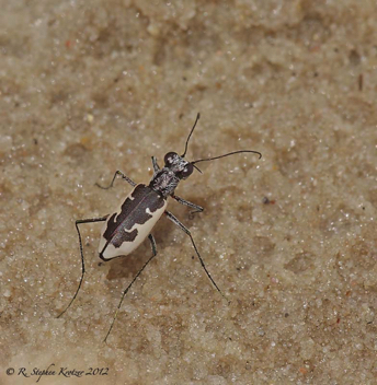 Ellipsoptera wapleri